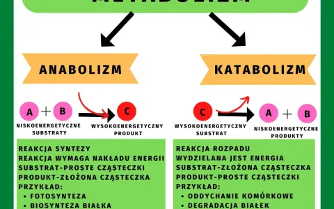 Metabolizm to suma reakcji chemicznych w organizmie. Anabolizm buduje złożone cząsteczki, katabolizm je rozpada, uwalniając energię.