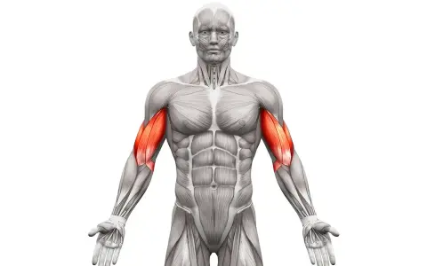 Anatomia mięśni ramion z uwydatnionym bicepsem. Zastanawiasz się, ile serii na biceps wykonać?