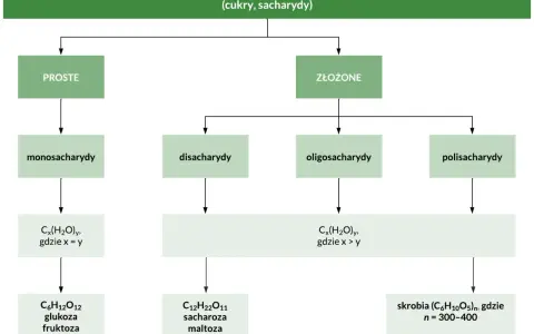 Schemat podziału węglowodanów na cukry proste i złożone: monosacharydy, disacharydy, oligosacharydy, polisacharydy.