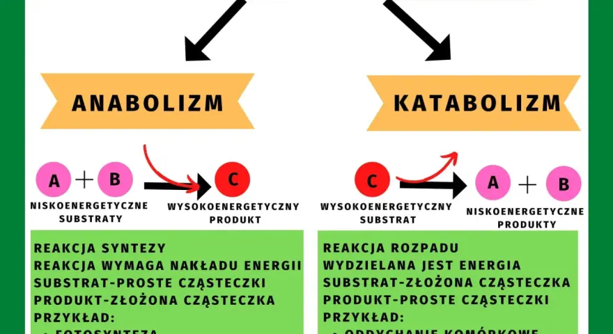 Metabolizm to suma reakcji chemicznych w organizmie. Anabolizm buduje złożone cząsteczki, katabolizm je rozpada, uwalniając energię.